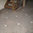 Brecha Tavira Limestone, Honed Finish.
