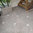 Brecha Tavira Limestone, Honed Finish.