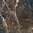 Dark Emperador Limestone, Polished Finish.
